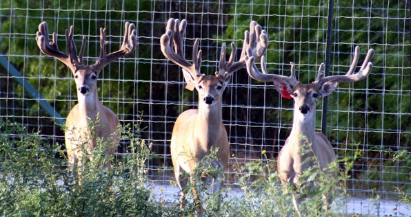 Deer in a pen
